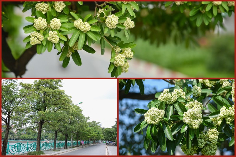 Seeing and smelling the milk flowers in Hanoi